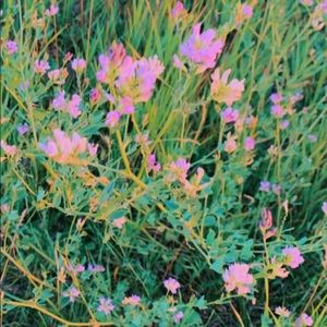 Meet your Posher, Kenley